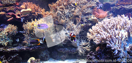Image of nice aquarium background