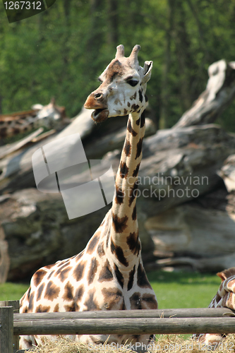 Image of giraffe