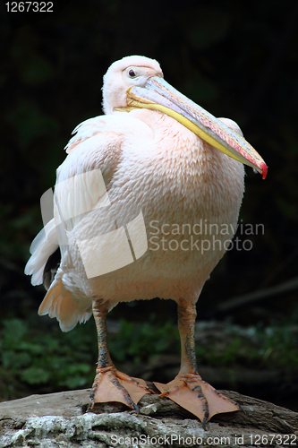 Image of pelican 
