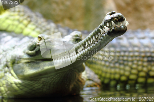 Image of detail of alligator head