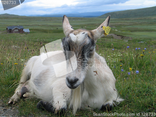 Image of Goat