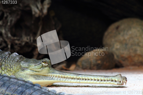 Image of detail of alligator head