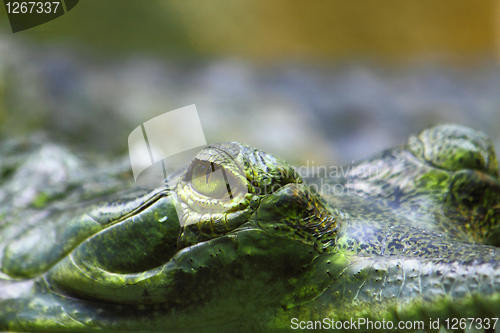 Image of detail of alligator head