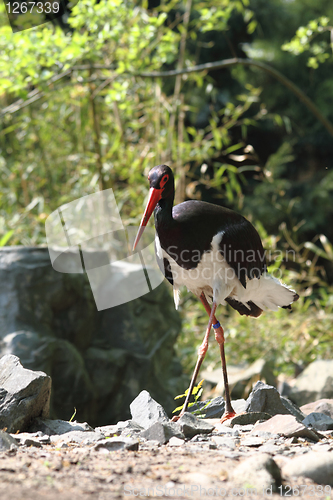 Image of black stork 