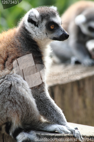 Image of lemur monkey 