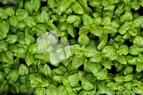 Image of sweet basil background