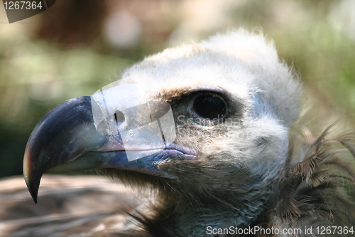 Image of head of vulture