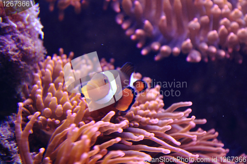 Image of clown fish