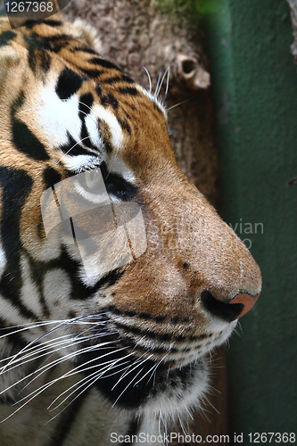 Image of detail of tiger head 