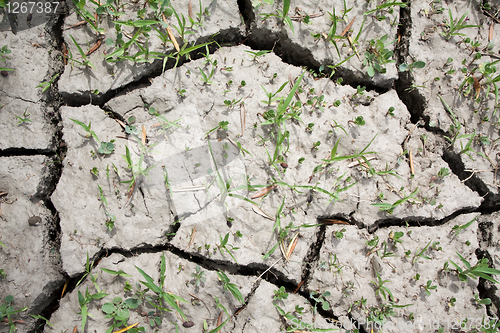 Image of Cracked and Parched Dry Land in Drought