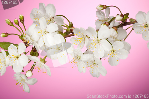 Image of Cherry tree branch with spring white flowers