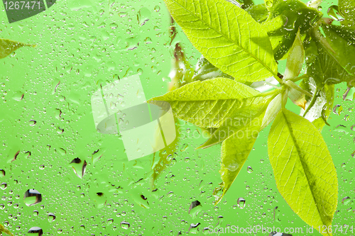 Image of Macro of the leaves and water drops