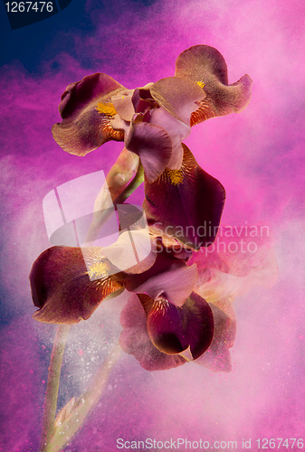 Image of Vivid color motion explosion