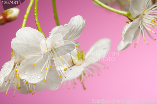 Image of Close-up of cherry tree flowers