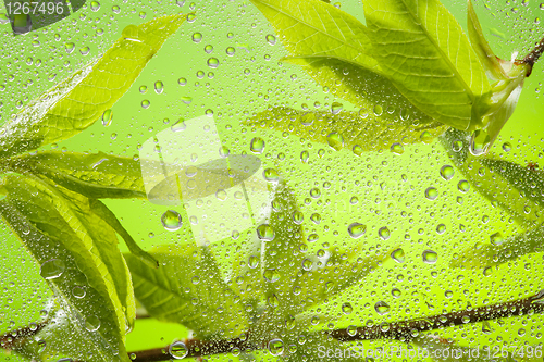 Image of Close-up of twig with leaves after rain