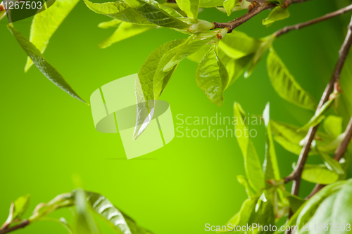 Image of Spring leaves twigs