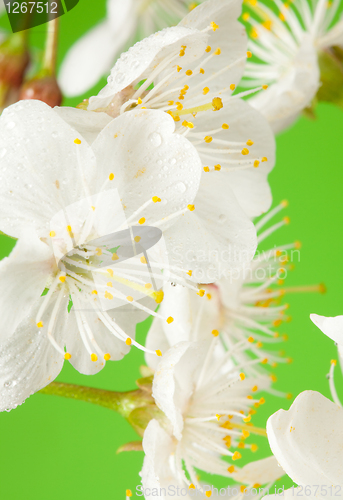 Image of Cherry tree flowers on green