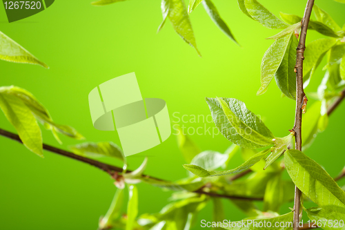 Image of Fresh summer foliage