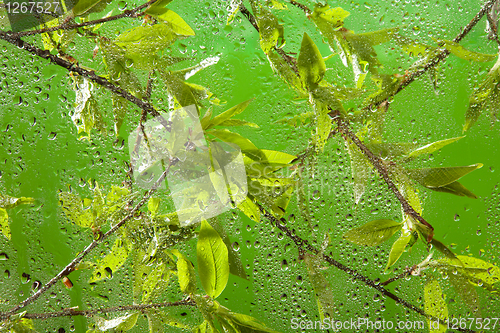 Image of twig with fresh spring leaves after rain