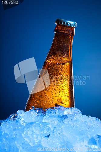 Image of Beer bottle in ice