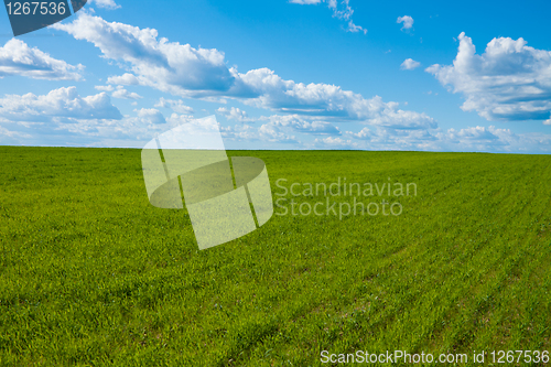 Image of Vivid field and sky background