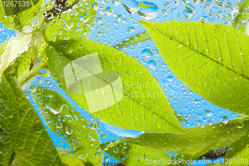 Image of Close-up of the wet leaves