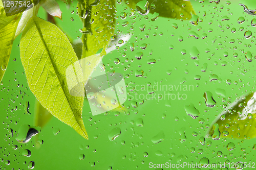 Image of Leaves after spring rain