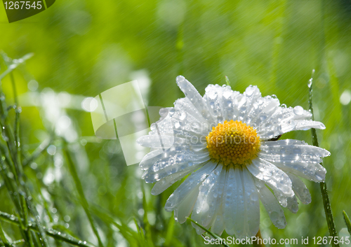 Image of daisy on the loan after spring rain