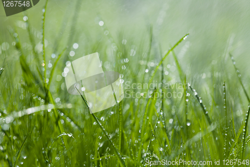 Image of Grass under the sprinkler