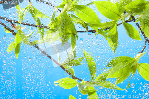 Image of Twig with fresh spring leaves and sky