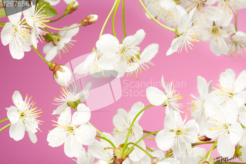 Image of Close-up of cherry flowers