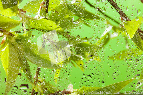 Image of Brunch with fresh spring leaves after rain