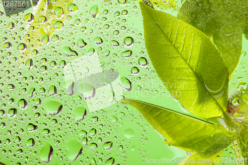 Image of Water drops on the window after rain