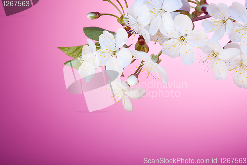 Image of Cherry tree blossom