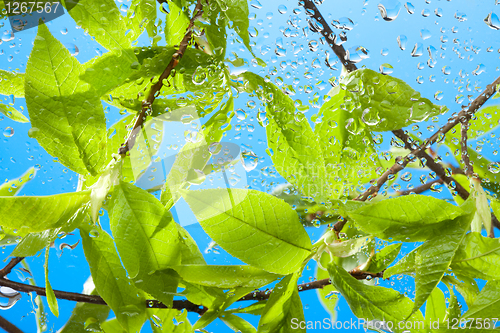 Image of Branch with fresh spring leaves and sky