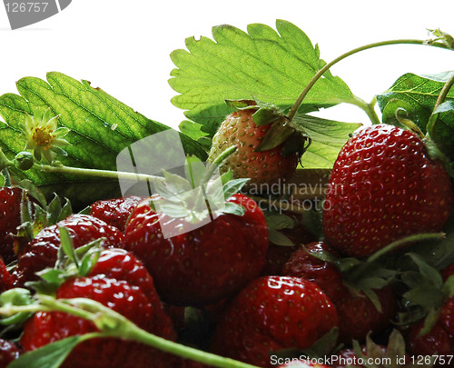 Image of strawberry from the garden 1