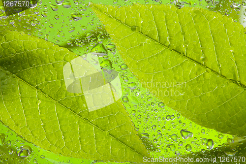 Image of Leaf after rain