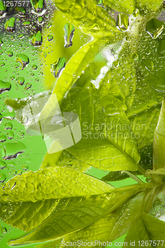 Image of Macro shoot of a leaves and drops