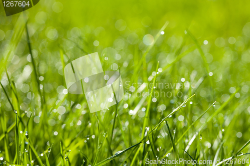 Image of Nice grass background