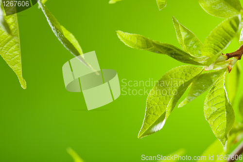 Image of Spring leaves