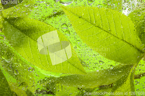 Image of close-up of the wet leaves