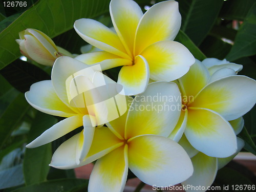 Image of Frangipani