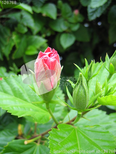 Image of Hibiscus Bud