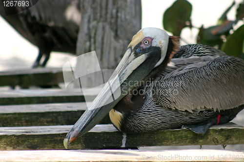 Image of Pelican