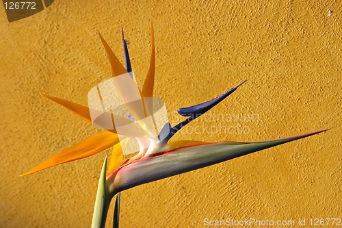 Image of Bird of Paradise