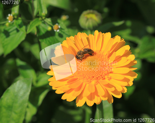 Image of Pot marigold