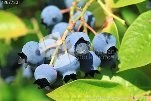 Image of Northern highbush blueberry