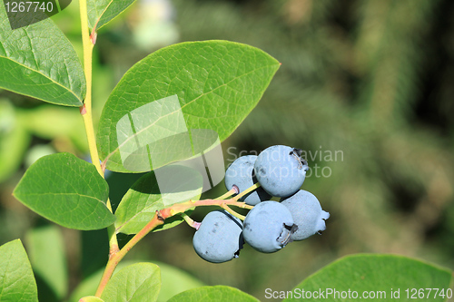 Image of Northern highbush blueberry