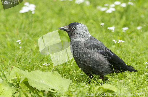 Image of Jackdaw