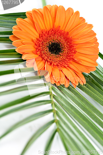 Image of orange gerbera